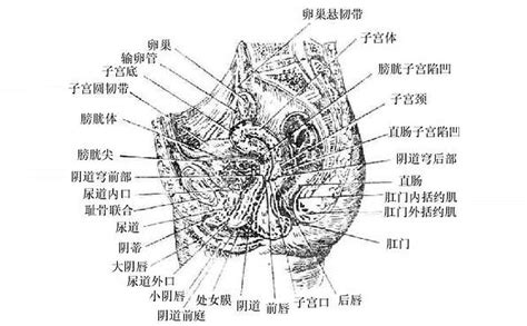 陰女|解剖学高清图谱 女性生殖系统